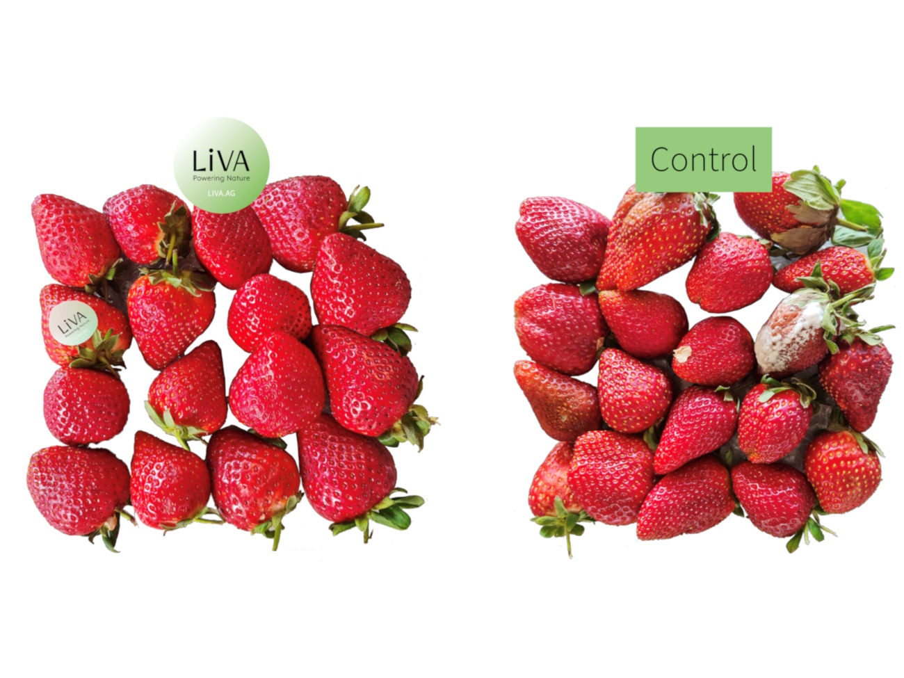 Strawberries kept fresh with LiVa technology